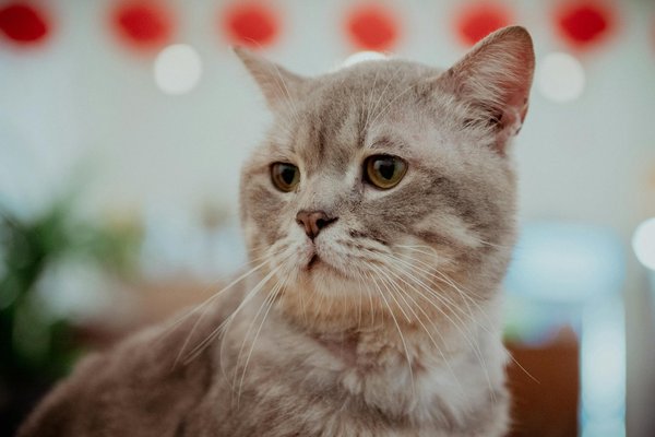 Wie beeinflussen weltweite Ereignisse die lokale Meinungsbildung?